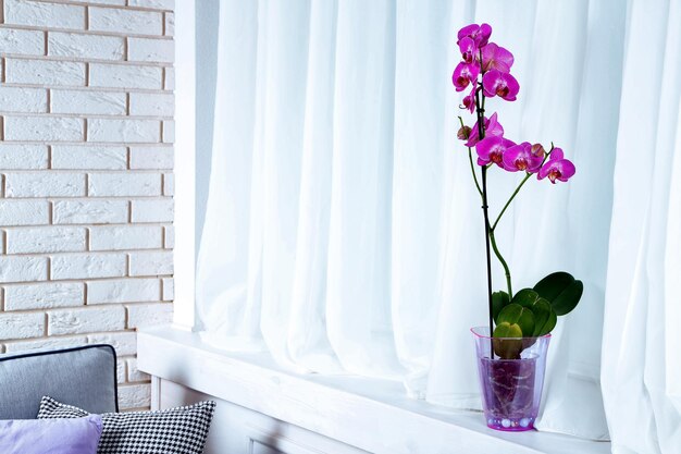 Beautiful lilac orchid in pot on table in room