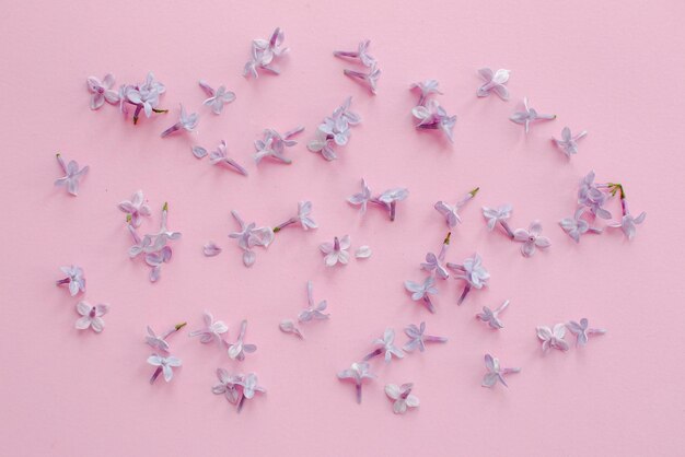 Photo beautiful lilac purple petals flowers on pink background flat lay with space for text modern image top view stylish creative floral wallpaper concept