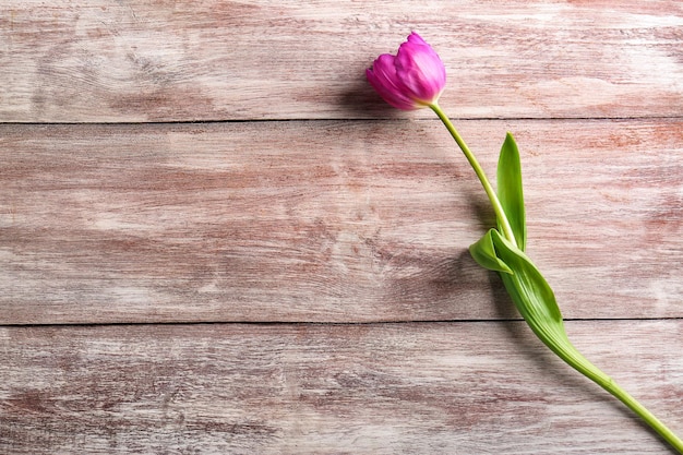 Beautiful lilac tulip on wooden background