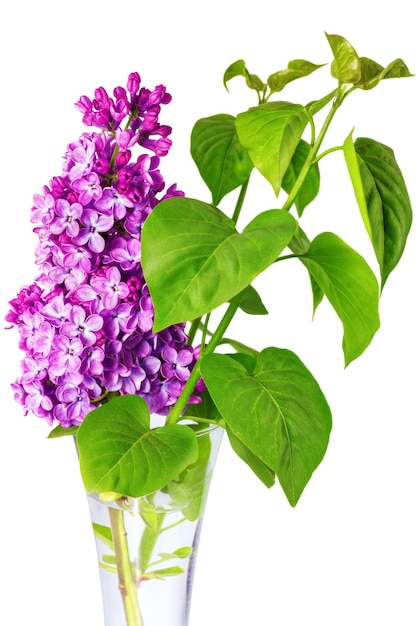 Beautiful   Lilac in the Vase. Isolated over white .