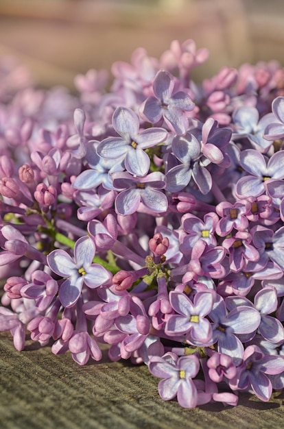 Beautiful lilac on a wooden background