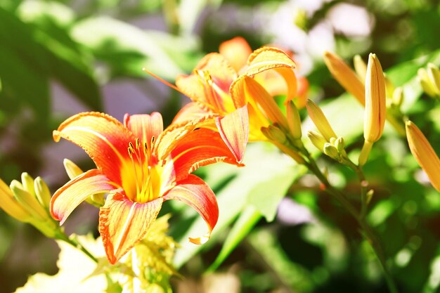 Beautiful lilies on blurred green background