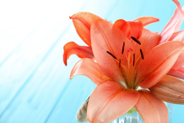 Beautiful lilies in glass on blue wooden background