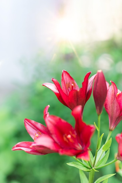 Beautiful lily flower on a background of green leaves. Lily flowers in the garden.