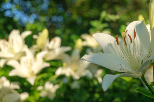 Beautiful Lily flower on green leaves background Lilium longiflorum flowers in the garden plant fire lily tiger lily