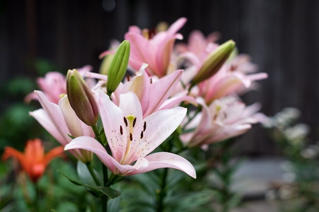 緑の葉の背景に美しいユリの花。庭のユリユリの花。