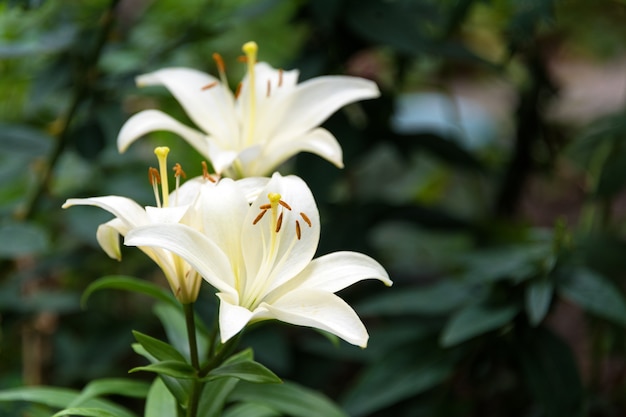 緑の葉の背景に美しいユリの花。庭のユリユリの花。