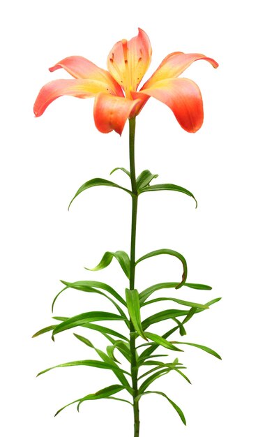 Beautiful lily flower orange isolated on white background