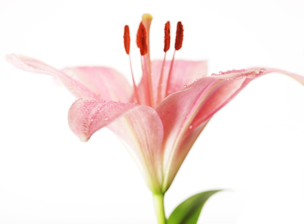 Beautiful Lily flower over white