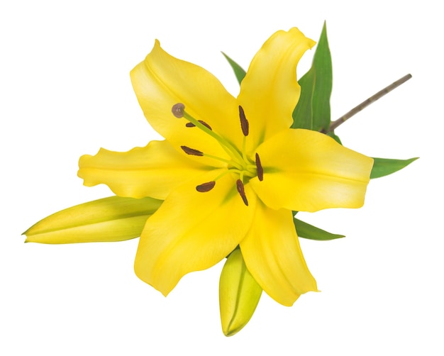 Beautiful lily flower with bud isolated on white background