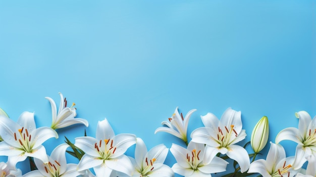 Beautiful Lily flowers on blue background top view