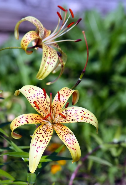 夏の庭の美しいユリの花