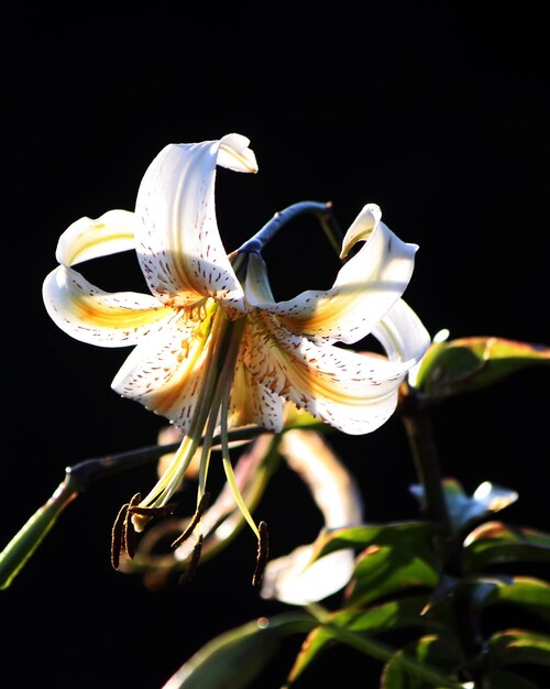 Foto bellissimi fiori di giglio nel giardino estivo