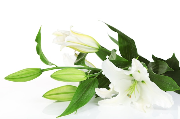 Beautiful lily isolated on white