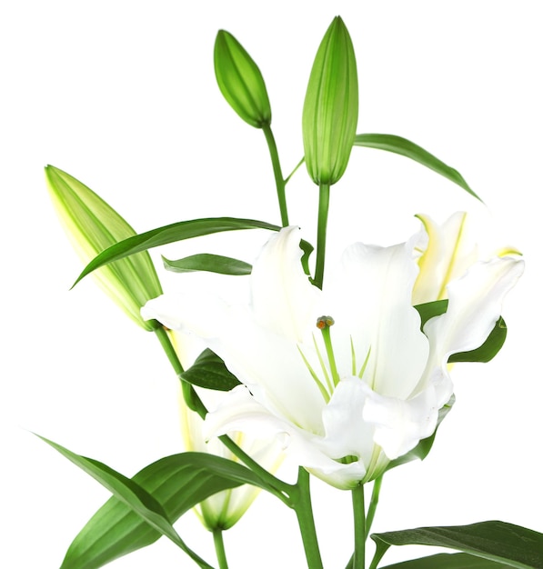 Beautiful lily isolated on white