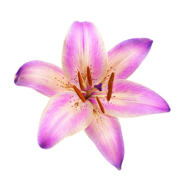 Beautiful lily isolated on white