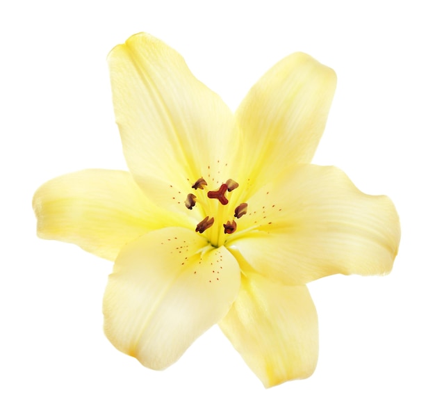 Beautiful lily isolated on white