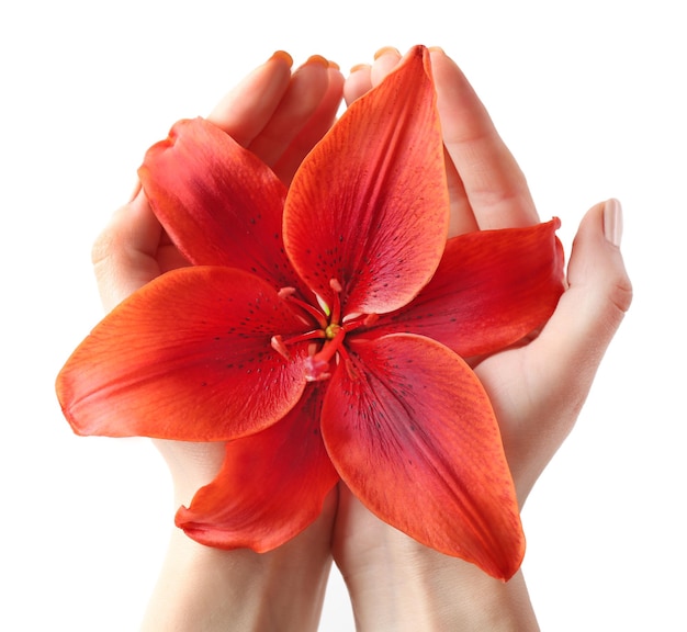 Beautiful lily isolated on white