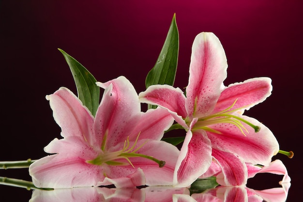 Photo beautiful lily, on pink background