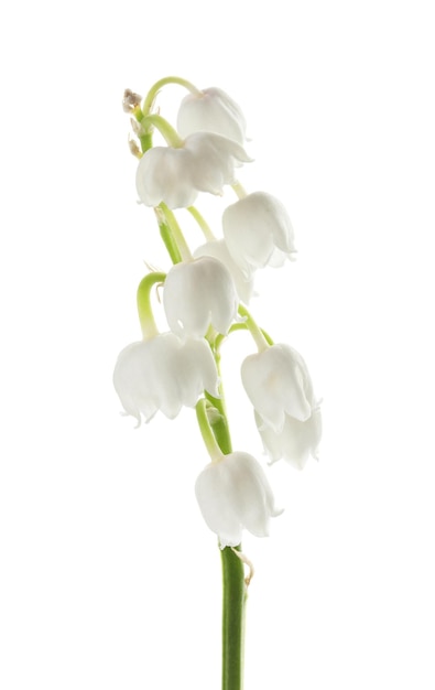 Beautiful lily of the valley isolated on white