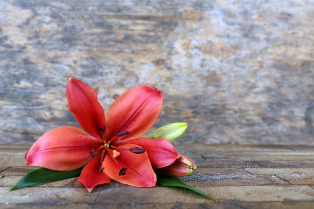 Beautiful lily on wooden background