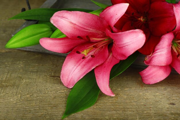 Beautiful lily on wooden background