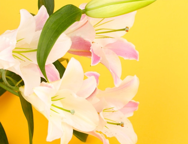 Beautiful lily on yellow background