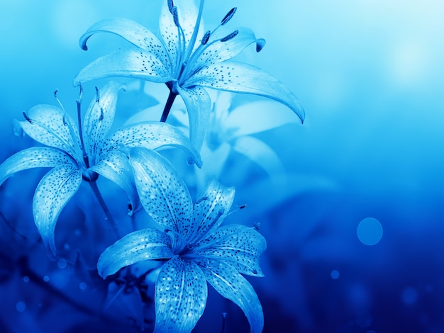 Photo beautiful lilys in blue tones