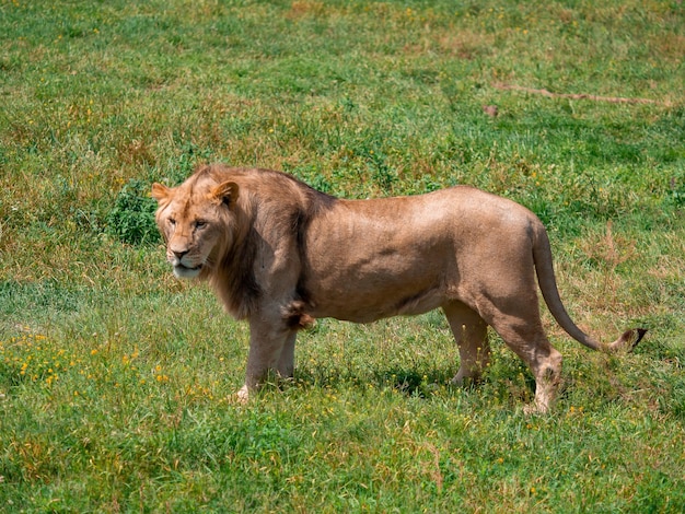 Foto bellissimo leone cesare nell'erba dorata del masai mara kenya