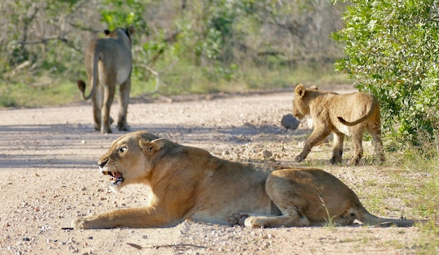 Beautiful Lion Caesar in the savanna male animal portrait Side view of a Lion walking