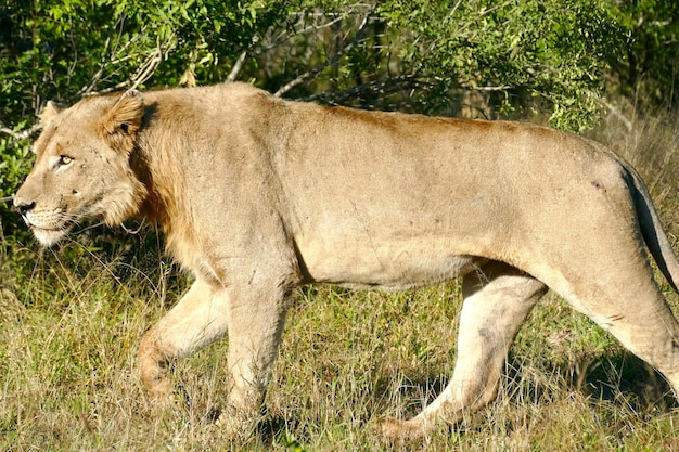 サバンナの雄動物の肖像画の美しいライオン シーザー ウォーキング ライオンの側面図
