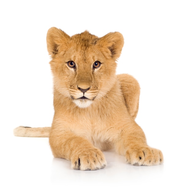 Beautiful lion cub portrait isolated