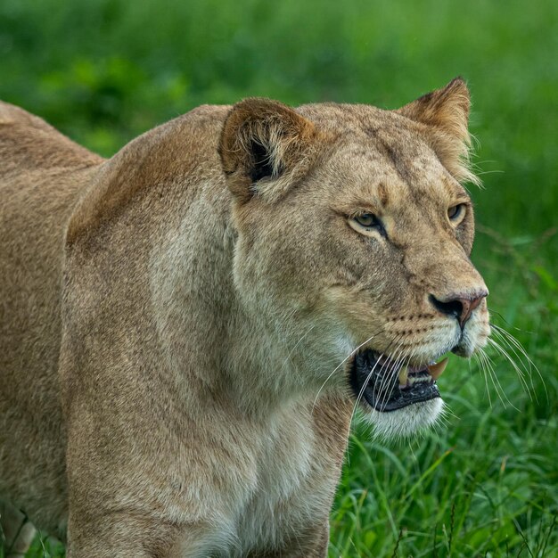 Photo a beautiful lioness portrait of her watching another lion which came close to where she is standing