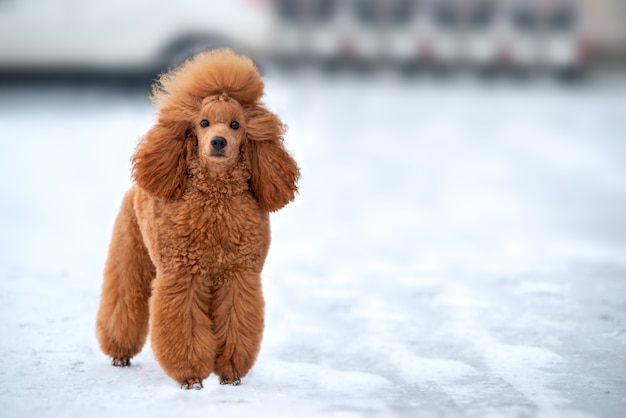 Beautiful little apricot poodle posing outdoors in the snow. copy space