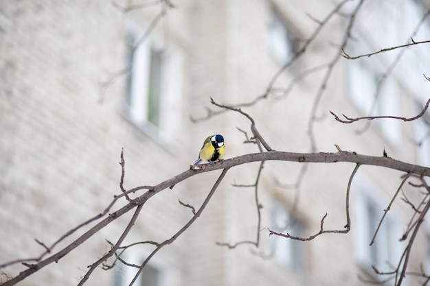 A beautiful little blue bird sits on a branch in winter and\
flies for food. other birds are also