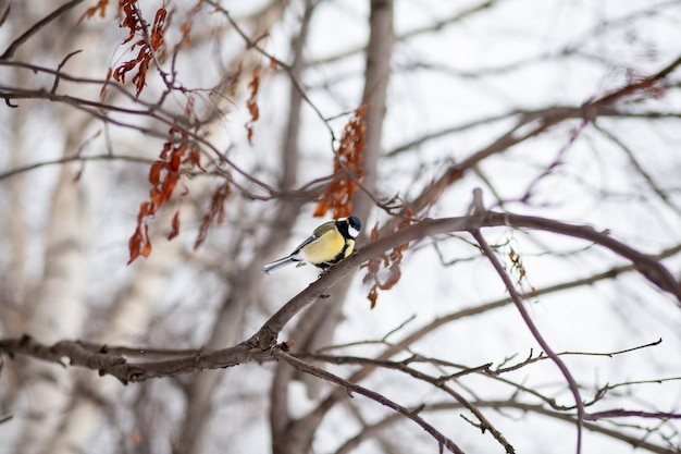 A beautiful little blue bird sits on a branch in winter and flies for food. Other birds are also