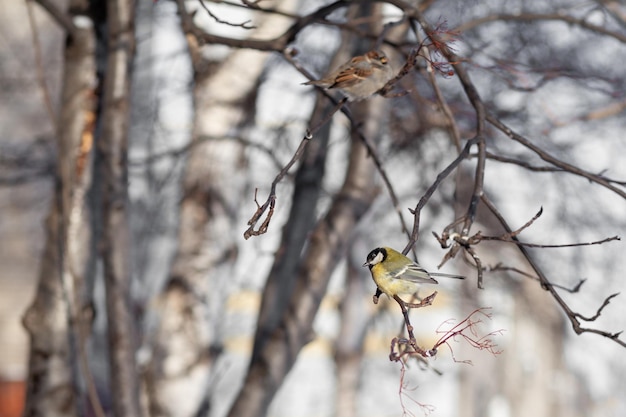 A beautiful little blue bird sits on a branch in winter and\
flies for food. other birds are also