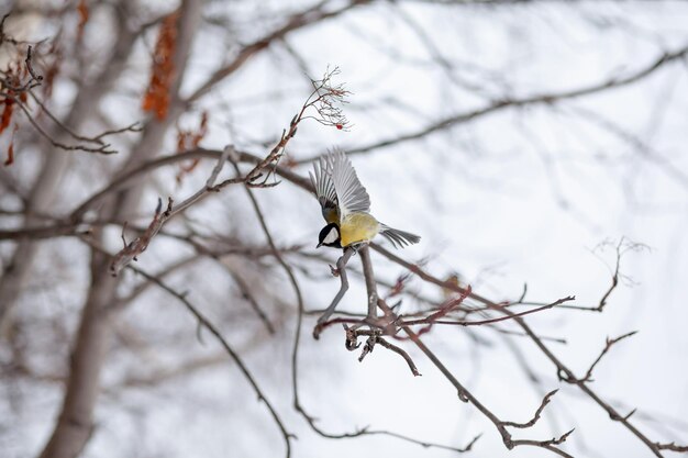 A beautiful little blue bird sits on a branch in winter and flies