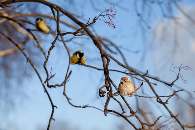 A beautiful little blue bird sits on a branch in winter and flies