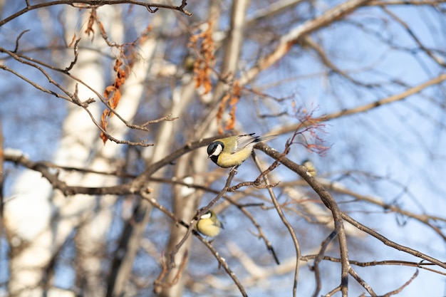 A beautiful little blue bird sits on a branch in winter and flies