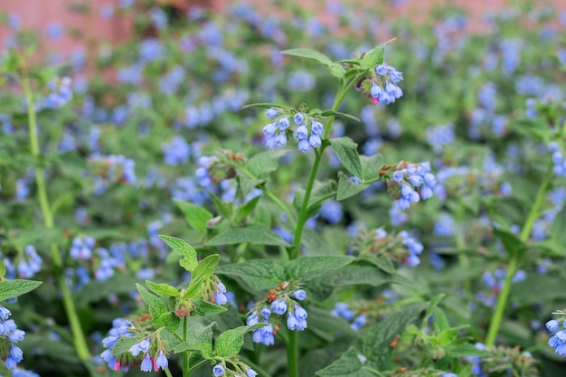 Beautiful little blue flowers of the comfrey