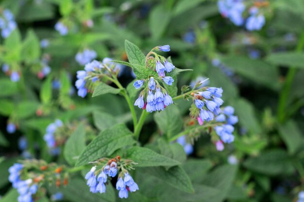 Beautiful little blue flowers of the comfrey