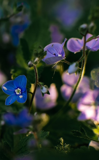 Beautiful little blue flowers veronica in summer