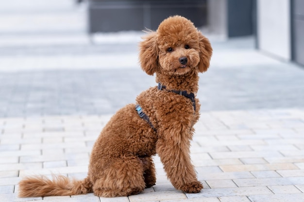 Beautiful little brown poodle dog in a harness miniature poodle\
pet puppy on a walk in the street