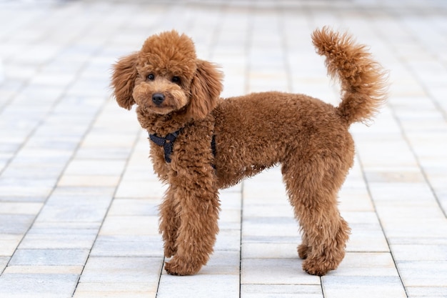 Beautiful little brown poodle dog in a harness Miniature poodle pet puppy on a walk in the street