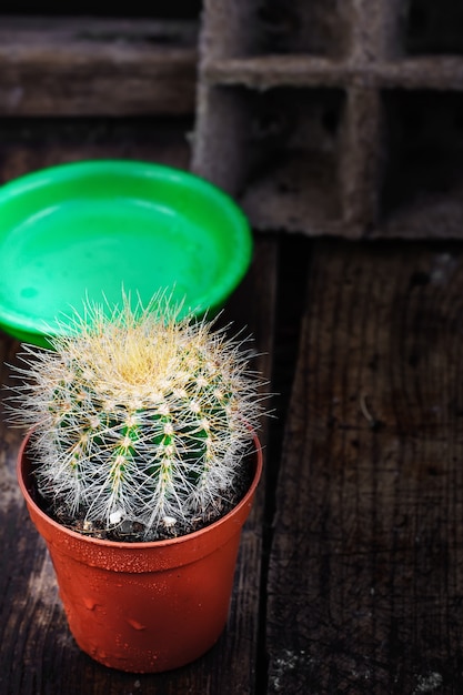 Beautiful little cactus