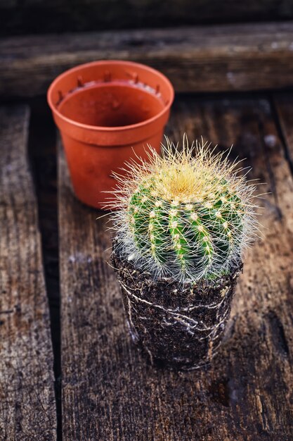 Bellissimo piccolo cactus