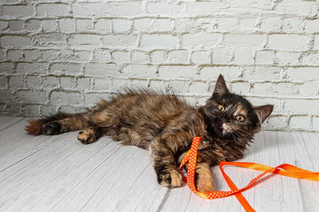 Beautiful little cat girl on a background of a brick wall