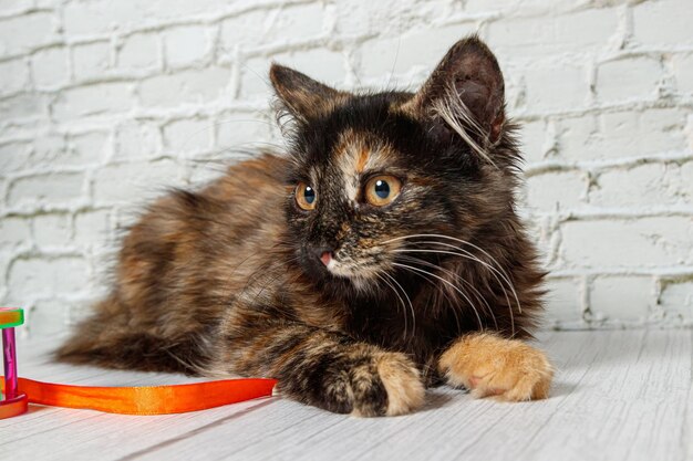 Foto bella piccola ragazza gatto su uno sfondo di un muro di mattoni