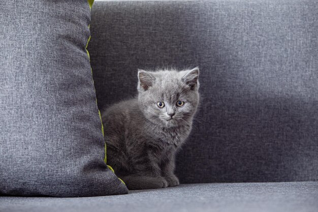 The beautiful little cat of the scottish fold breed sits on a\
gray sofa and looks at the camera